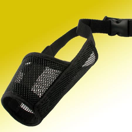 cat muzzle larger breeds