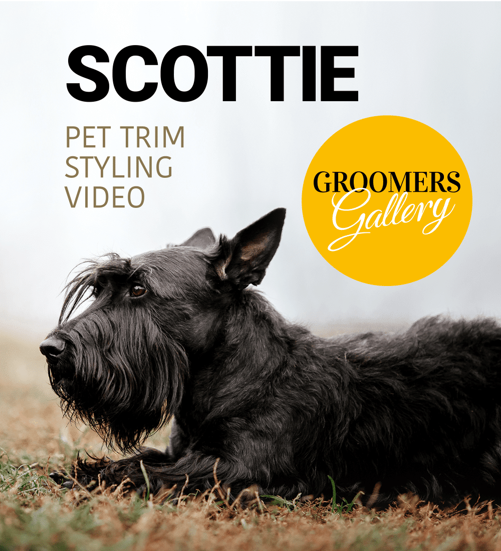 allbrooks dog grooming supplies